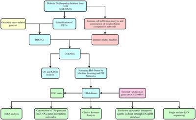 Identification and validation of immune and oxidative stress-related diagnostic markers for diabetic nephropathy by WGCNA and machine learning